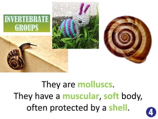 They are molluscs.
They have a muscular, soft body,
often protected by a shell.
 