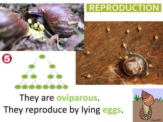 They are oviparous.
They reproduce by lying eggs.
 