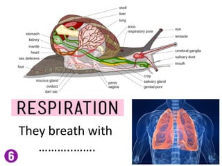 They breath with
………..…….
 