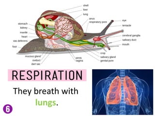 They breath with
lungs.
 