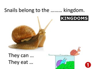 Snails belong to the ……… kingdom.
They can …
They eat …
 