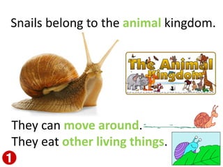 Snails belong to the animal kingdom.
They can move around.
They eat other living things.
 