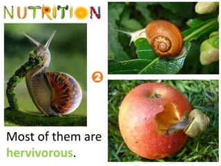 Most of them are
hervivorous.
 