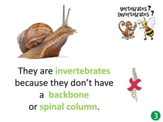 They are invertebrates
because they don’t have
a backbone
or spinal column.
 