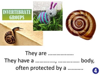 They are …………..….
They have a ………..…, ………..…. body,
often protected by a ………..
 