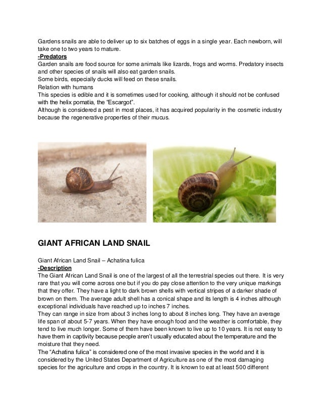 Snails biology