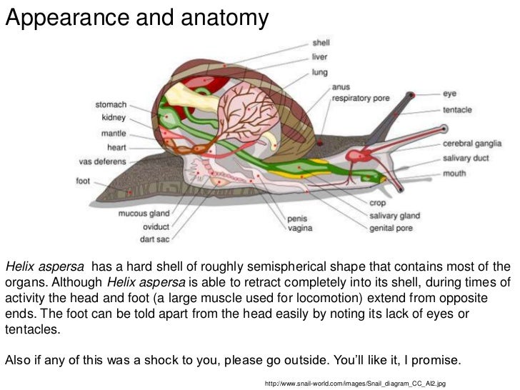 Helix Anatomy Anatomical Charts & Posters
