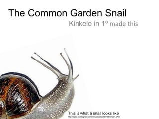 The Common Garden Snail Kinkele in 1⁰ made this This is what a snail looks like http://spaz.ca/blog/wp-content/uploads/2007/06/snail1.JPG 