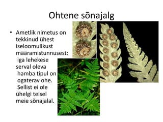 Samblad Sõnajalgtaimed | PDF