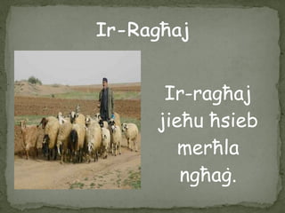 Ir-ragħaj
jieħu ħsieb
merħla
ngħaġ.
 