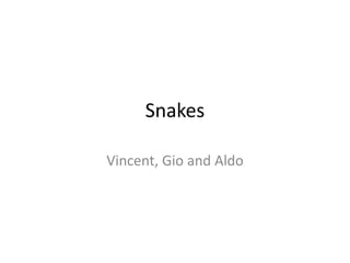 Snakes Vincent, Gio and Aldo 