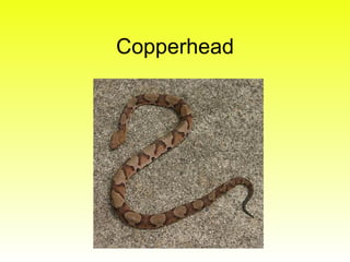 Copperhead
 