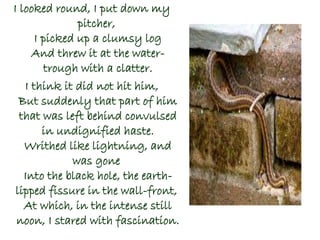 I looked round, I put down my
pitcher,
I picked up a clumsy log
And threw it at the water-
trough with a clatter.
I think it did not hit him,
But suddenly that part of him
that was left behind convulsed
in undignified haste.
Writhed like lightning, and
was gone
Into the black hole, the earth-
lipped fissure in the wall-front,
At which, in the intense still
noon, I stared with fascination.
 