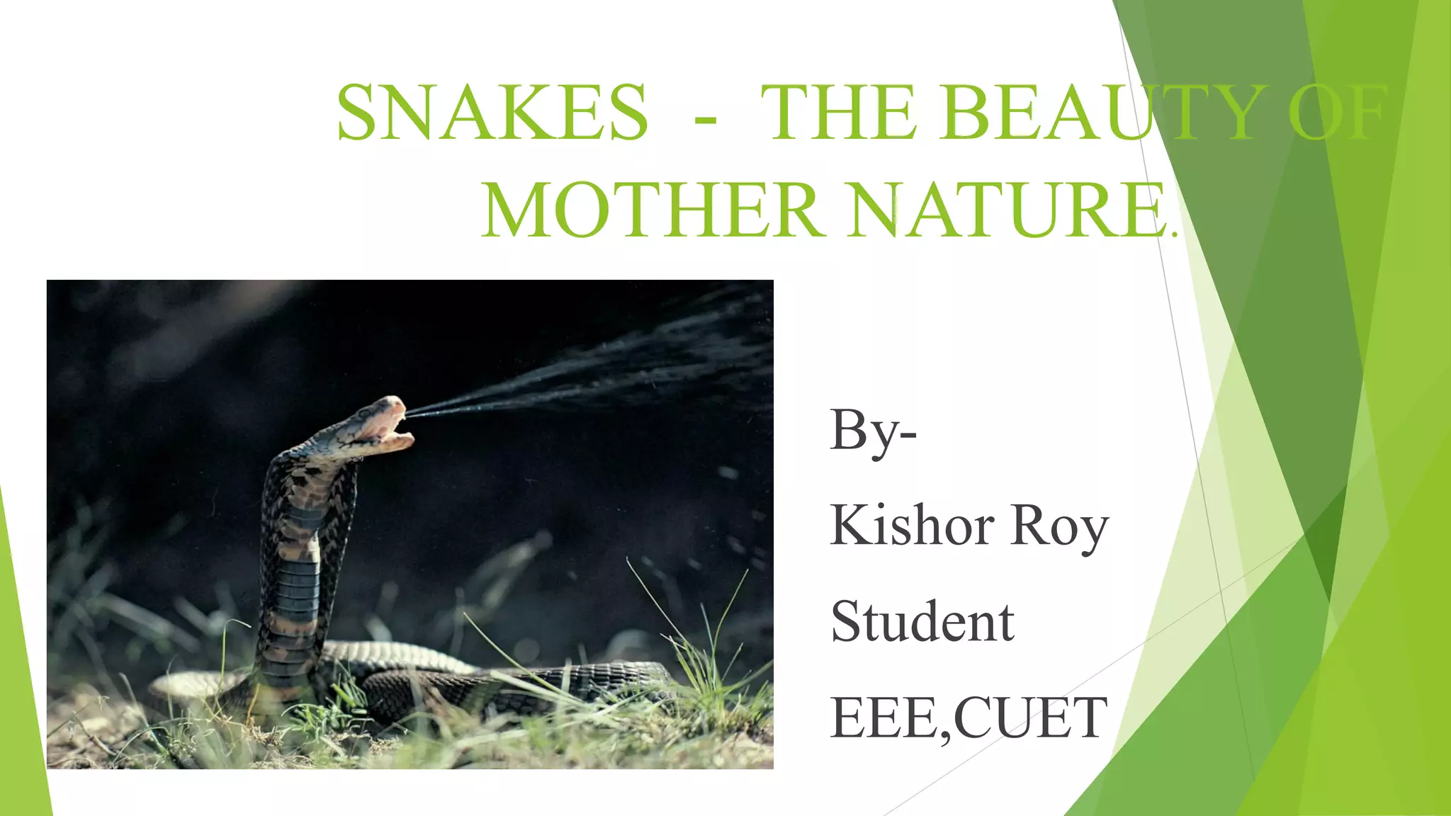 Snake | PDF | Reptiles | Pets