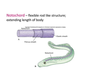 Notochord – flexible rod like structure;
extending length of body
 