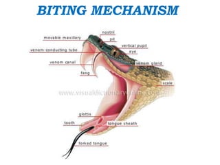 BITING MECHANISM
 