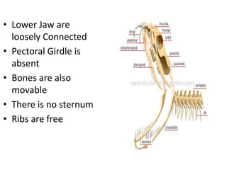 • Lower Jaw are
loosely Connected
• Pectoral Girdle is
absent
• Bones are also
movable
• There is no sternum
• Ribs are free
 