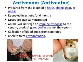 Antivenom (Antivenine)
• Prepared from the blood of a horse, sheep, goat, or
rabbit
• Repeated injections for 6 months
• Doses are gradually increased
• Animal will undergo an immune response to the
venom, producing antibodies against the venom
• Collection of blood and serum separated
• Used to treat envenomation.
MILKING THE SNAKE TO MAKE
ANTI VENOM.
 