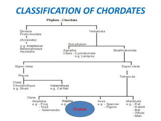 CLASSIFICATION OF CHORDATES
Snakes
 