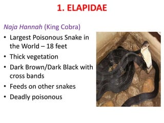 1. ELAPIDAE
Naja Hannah (King Cobra)
• Largest Poisonous Snake in
the World – 18 feet
• Thick vegetation
• Dark Brown/Dark Black with
cross bands
• Feeds on other snakes
• Deadly poisonous
 