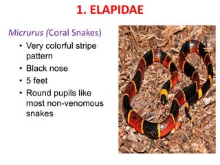 1. ELAPIDAE
Micrurus (Coral Snakes)
• Very colorful stripe
pattern
• Black nose
• 5 feet
• Round pupils like
most non-venomous
snakes
 