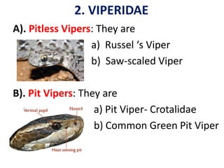 2. VIPERIDAE
A). Pitless Vipers: They are
a) Russel ‘s Viper
b) Saw-scaled Viper
B). Pit Vipers: They are
a) Pit Viper- Crotalidae
b) Common Green Pit Viper
 