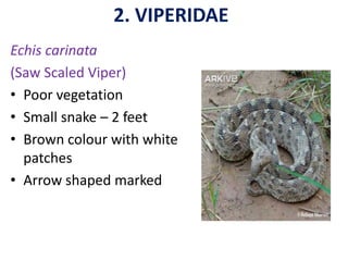 2. VIPERIDAE
Echis carinata
(Saw Scaled Viper)
• Poor vegetation
• Small snake – 2 feet
• Brown colour with white
patches
• Arrow shaped marked
 