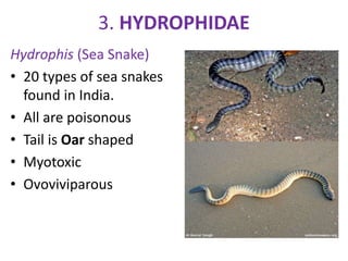 3. HYDROPHIDAE
Hydrophis (Sea Snake)
• 20 types of sea snakes
found in India.
• All are poisonous
• Tail is Oar shaped
• Myotoxic
• Ovoviviparous
 