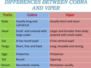 DIFFERENCES BETWEEN COBRA
AND VIPER
Traits Cobra Viper
Body Usually long and
cylindrical
Usually short and stout
Head Small and covered with
large scales
Larger and broader than body,
covered with small scales
Eye It has round pupil It has vertical pupil
Fangs. Short, fine and fixed Long, movable and strong,
Eggs Oviparous Viviparous
Tail Round Tapering
Venom Neurotoxic mainly Hemotoxic usually
 