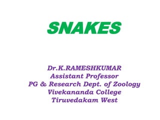 SNAKES
Dr.K.RAMESHKUMAR
Assistant Professor
PG & Research Dept. of Zoology
Vivekananda College
Tiruvedakam West
 