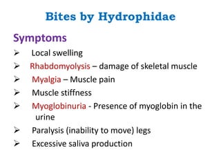 Bites by Hydrophidae
Symptoms
 Local swelling
 Rhabdomyolysis – damage of skeletal muscle
 Myalgia – Muscle pain
 Muscle stiffness
 Myoglobinuria - Presence of myoglobin in the
urine
 Paralysis (inability to move) legs
 Excessive saliva production
 