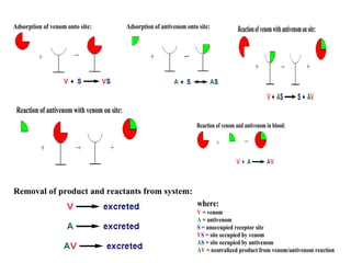 Adsorption of venom onto site: Adsorption of antivenom onto site:
where:
V = venom
A = antivenom
S = unoccupied receptor site
VS = site occupied by venom
AS = site occupied by antivenom
AV = neutralized product from venom/antivenom reaction
Reactionofvenomwithantivenomonsite:
Reaction of antivenom with venom on site:
Reaction of venom and antivenom in blood:
Removal of product and reactants from system:
 