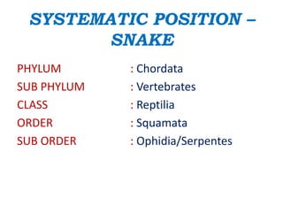 SYSTEMATIC POSITION –
SNAKE
PHYLUM : Chordata
SUB PHYLUM : Vertebrates
CLASS : Reptilia
ORDER : Squamata
SUB ORDER : Ophidia/Serpentes
 
