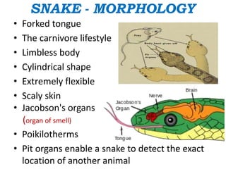 SNAKE - MORPHOLOGY
• Forked tongue
• The carnivore lifestyle
• Limbless body
• Cylindrical shape
• Extremely flexible
• Scaly skin
• Jacobson's organs
(organ of smell)
• Poikilotherms
• Pit organs enable a snake to detect the exact
location of another animal
 