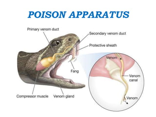 POISON APPARATUS
 