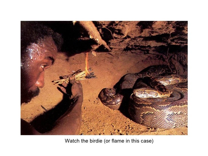 Snake Catchers In Africa
