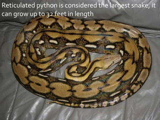 Snakes | PPTX | Reptiles | Pets