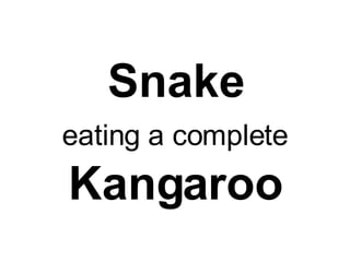 Snake eating a complete   Kangaroo 