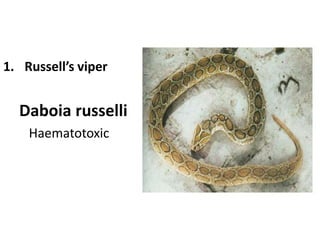 1. Russell’s viper
Daboia russelli
Haematotoxic
 