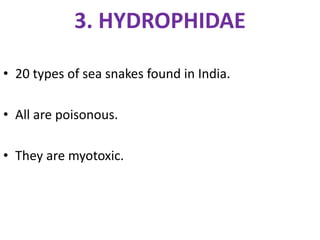 3. HYDROPHIDAE
• 20 types of sea snakes found in India.
• All are poisonous.
• They are myotoxic.
 