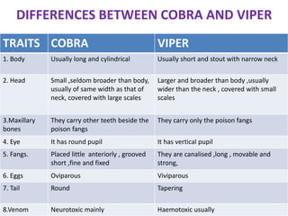 DIFFERENCES BETWEEN COBRA AND VIPER
TRAITS COBRA VIPER
1. Body Usually long and cylindrical Usually short and stout with narrow neck
2. Head Small ,seldom broader than body,
usually of same width as that of
neck, covered with large scales
Larger and broader than body ,usually
wider than the neck , covered with small
scales
3.Maxillary
bones
They carry other teeth beside the
poison fangs
They carry only the poison fangs
4. Eye It has round pupil It has vertical pupil
5. Fangs. Placed little anteriorly , grooved
short ,fine and fixed
They are canalised ,long , movable and
strong,
6. Eggs Oviparous Viviparous
7. Tail Round Tapering
8.Venom Neurotoxic mainly Haemotoxic usually
 
