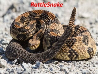 RattleSnake
 
