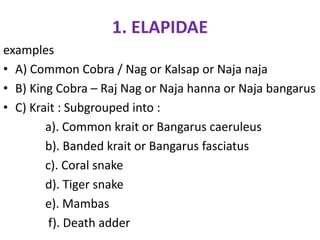 1. ELAPIDAE
examples
• A) Common Cobra / Nag or Kalsap or Naja naja
• B) King Cobra – Raj Nag or Naja hanna or Naja bangarus
• C) Krait : Subgrouped into :
a). Common krait or Bangarus caeruleus
b). Banded krait or Bangarus fasciatus
c). Coral snake
d). Tiger snake
e). Mambas
f). Death adder
 