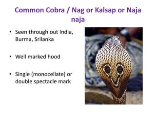 Common Cobra / Nag or Kalsap or Naja
naja
• Seen through out India,
Burma, Srilanka
• Well marked hood
• Single (monocellate) or
double spectacle mark
 