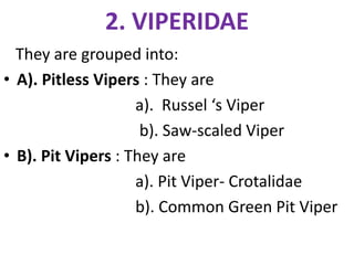 2. VIPERIDAE
They are grouped into:
• A). Pitless Vipers : They are
a). Russel ‘s Viper
b). Saw-scaled Viper
• B). Pit Vipers : They are
a). Pit Viper- Crotalidae
b). Common Green Pit Viper
 