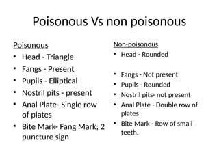 Triangle Fangs A detailed slide on Snakes and Dog Bites | PPTX