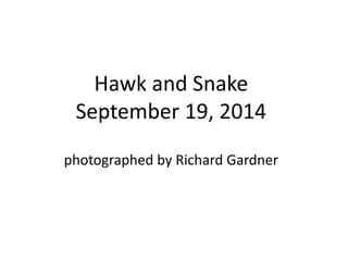 Hawk and Snake
September 19, 2014
photographed by Richard Gardner
 