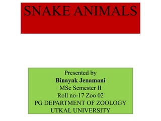 SNAKE ANIMALS
Presented by
Binayak Jenamani
MSc Semester II
Roll no-17 Zoo 02
PG DEPARTMENT OF ZOOLOGY
UTKAL UNIVERSITY
 