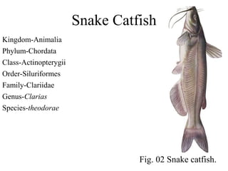 Snake Catfish Snake animals | PPTX