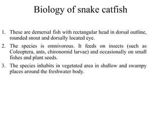 Snake Catfish Snake animals | PPTX